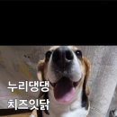 누리댕댕 이미지