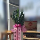 새순약국