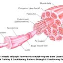 soft tissue plasticity(연부조직의 가소성) - 치료적 운동치료의 핵심원리 이미지