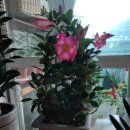 사적인아름다움 지유의원 이미지