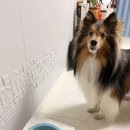 호식 | 강아지 화식 추천 듀먼 종류별 먹방 후기