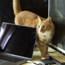 고양이집사 이미지