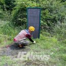 선흘리 백서향 및 변산일엽군락 이미지