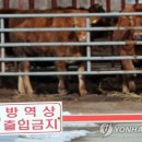 청주 보은 한우 이미지