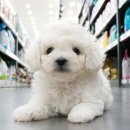 크림푸들 가족이야기 이미지