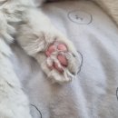 오묘 고양이카페호텔미용 | 오묘고양이카페호텔미용 / 개냥이, 무릎냥이 짱 많은 곳!❤️ (+메인쿤 실제로 처음 봄!)