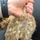 부산애견호텔 24시 강아지 유치원 미용 도그드림 서면점 이미지