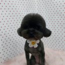 펫피파니 이미지