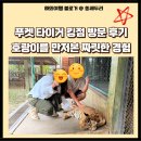 킹덤 | 푸켓 여행 타이거 킹덤 액티비티 후기 - 호랑이를 직접 만져본 짜릿한 경험 추천해