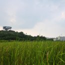 효천역 앞 교차로 이미지