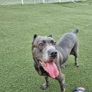 자랑하개 이미지