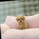 달링하이울산 이미지