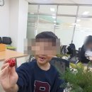 전의나무도서관 | 세종 고운남측도서관 프로그램 성탄절 센터피스 만들기 후기
