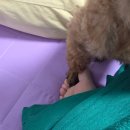 털로덮인친구들 수원시청역점 | [내돈내산] 푸들 견생 10년차 스킬 업그레이드되다!! (털로 덮인 친구들 수원시청역점)