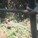 새부리공원 배드민턴장 | [혼자 남미 여행기+17~19] 아르헨티나 브라질 이과수 폭포, 악마의 목구멍, 브라질 이과수 새 공원