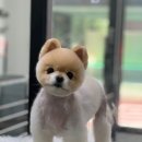 댕발소 이미지