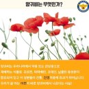 관상용 양귀비와 마약용 양귀비 구별법 이미지