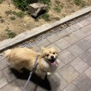 앤써독 | #내돈내산 복실이 단골 미용실이 될 것 같은 양천구 강아지 미용실 &#39;앤써독&#39; 애견 미용실 후기