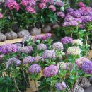 월정소랑 이미지