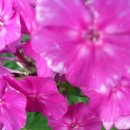 분수2리 이미지