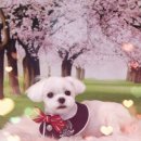 아띠그루밍 이미지