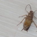 세븐일레븐 안산이동원룸점 | 바퀴벌레 박멸 집 원룸 자취방까지 확실히 잡은 실제 후기