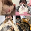 야옹야옹 | [당진 고양이 카페] 우두동 야옹야옹 방문 후기. 개냥이같은 고양이들