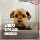 24시 서초바른동물병원 | 서초구동물병원 강아지 잠복고환 수술 [서초바른동물병원]