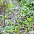 연락수로 이미지