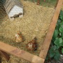 허브와풍뎅이 이미지