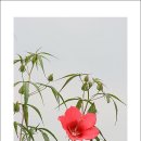 연꽃테마파크 이미지
