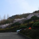 목포 유달산 조각공원 벚꽃 풍경 이미지