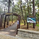 소나무이야기 펜션 | 삼척 맹방산림욕장 반려견 여행, 봉포안녕펜션 2박 후기