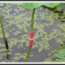 장부농장 이미지