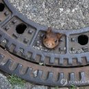 "살려주세요" 독일서 맨홀 뚜껑에 머리 낀 다람쥐 구조작전 이미지