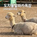 소중목장 | 제주알파카목장 추천, 도치돌알파카목장 먹이주기 체험 신생아 알파카 동백꽃 실시간 후기