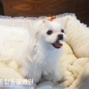 보보스동물병원 네이버블로그