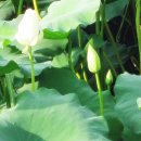 사슴이랑 배랑 농원 이미지