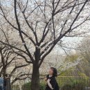 안산자락길 숲속카페 | 2026 0403 연희숲속쉼터~안산자락길 벚꽃 구경 후기 +연희동 맛집 추천