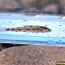 하천(금강) 이미지