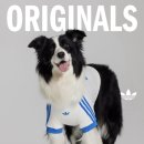 몽이펫 | 몽이의 견주일기] 아디다스 펫 구매 포기 후기 ㅣ 상세사이즈 컬러