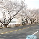 화개악양농협악양지점주유소 | 하동 ~ 화개장터 ~ 구례까지 섬진강 벚꽃 만개로 화개장터 벚꽃축제 기대됩니다