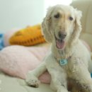 신디농장 이미지