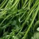 김상수 농장 이미지