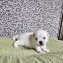 청주 강아지 분양 리몽드 퍼피 켄넬 이미지