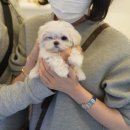 나날뮤즈 이미지