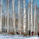 박우물로 20 이미지