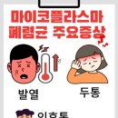 마이코플라스마 폐렴 이미지