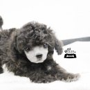 가정견1회분양 이미지