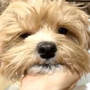 펫스파 | [다이소] 단돈 1,000원으로 스파를? 아르르 꿀잠 펫 릴렉스 스파 사용후기